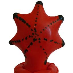 Obsenza - Preservativo decorativo pintado a mano estrella de mar - Image 1